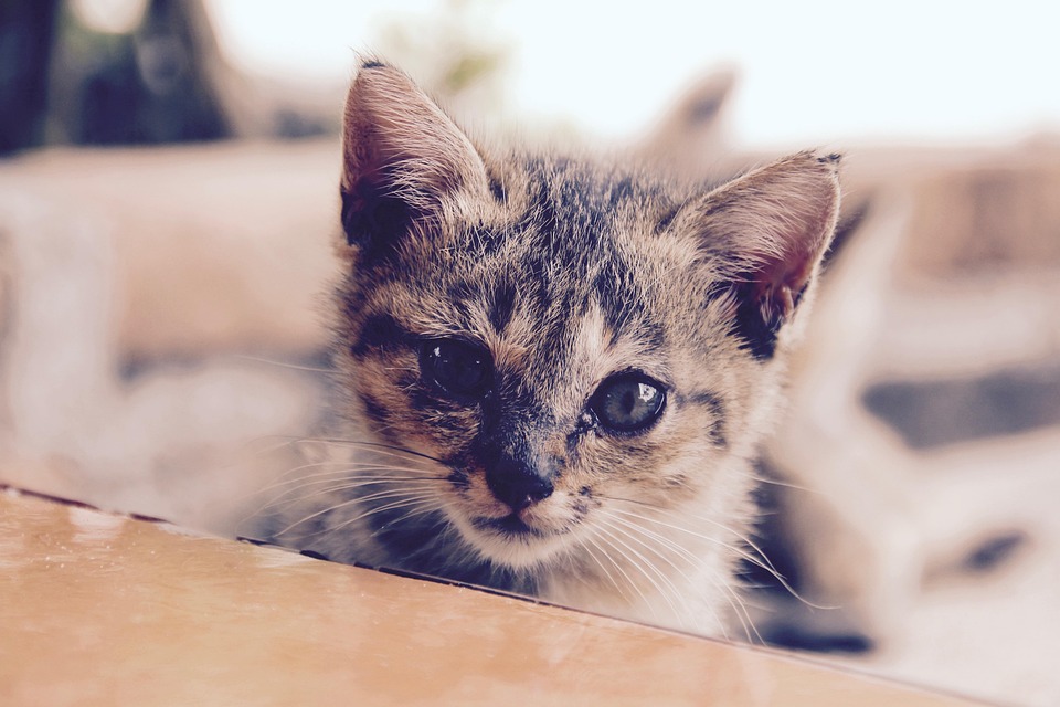 Photo Gratuite Cat Chaton B b Chat Mignon Image Gratuite Sur 