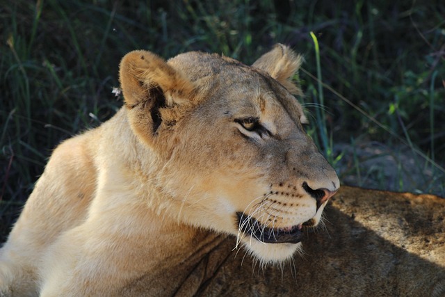 Free Lion Animals photo and picture