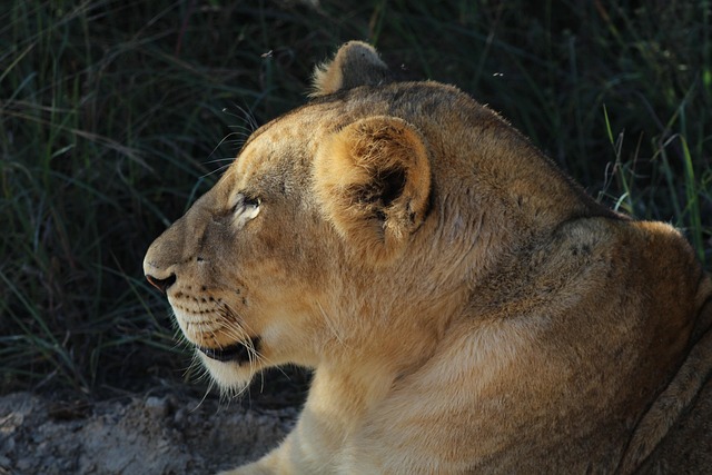 Free Lion Cats photo and picture