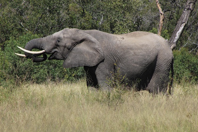 Free Elephant Africa photo and picture