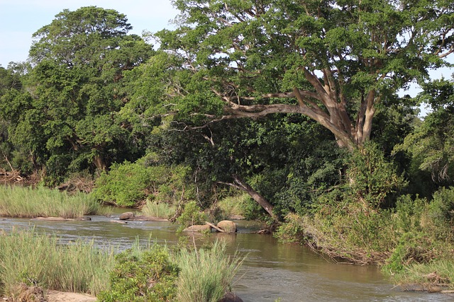 Free River Wild photo and picture