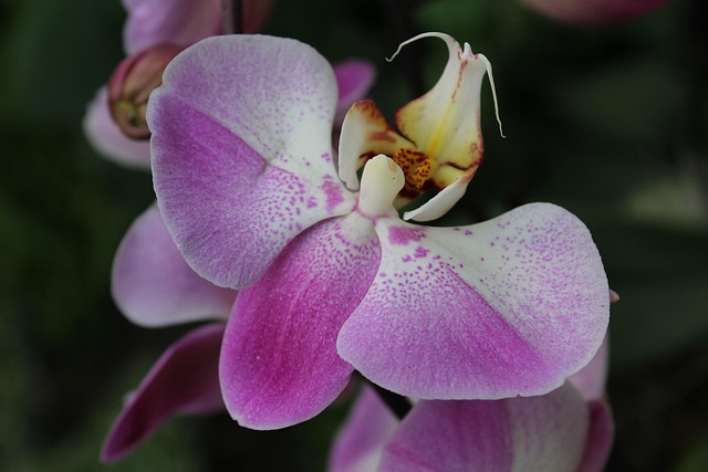 Free Flower Orchid photo and picture