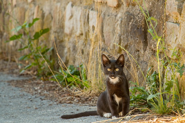 Free Cat Euskadi photo and picture