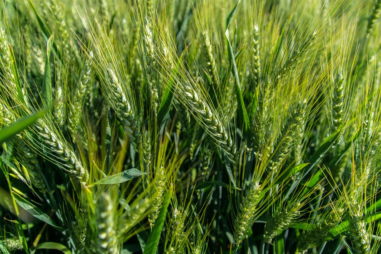 Tarwe Veld Granen Gratis Foto Op Pixabay Pixabay