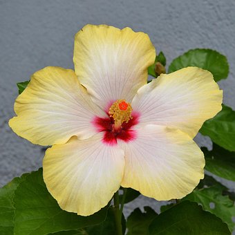 Free Flower Flower Wallpaper photo and picture