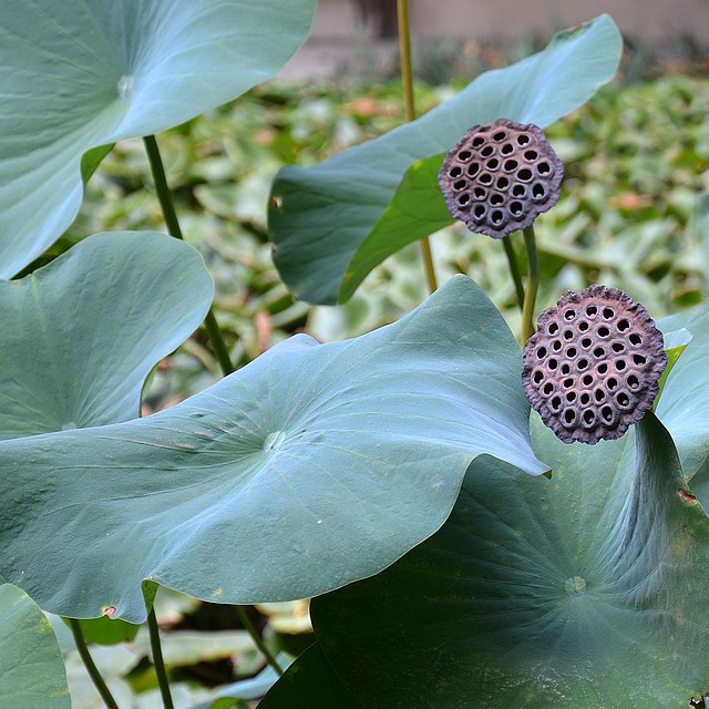 Free Lotus Flowers photo and picture