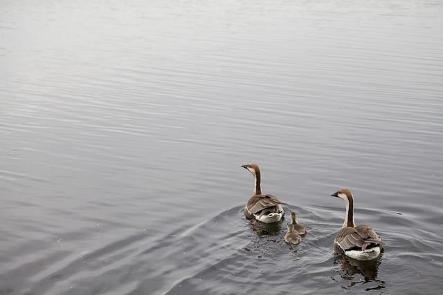 And, Natur, Dam, Dyreliv, Fugl, Vand