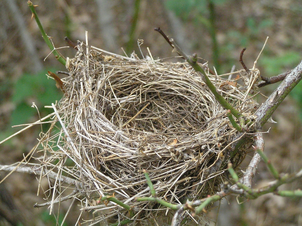 Nest Field Rural Free photo on Pixabay Pixabay