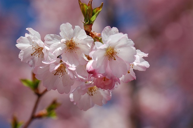 Free Spring Blossom photo and picture