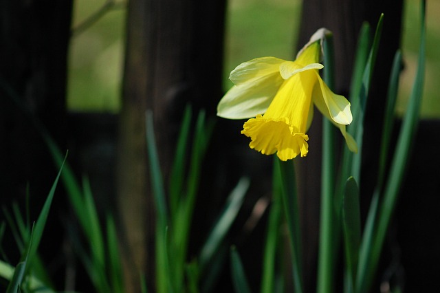 Free Easter Easter Bell photo and picture