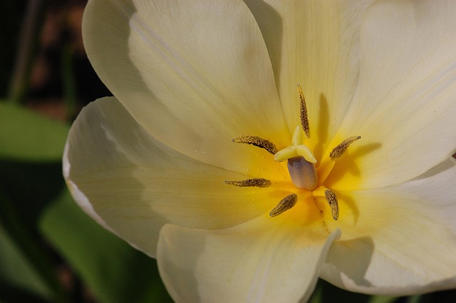 Free Easter Nature photo and picture