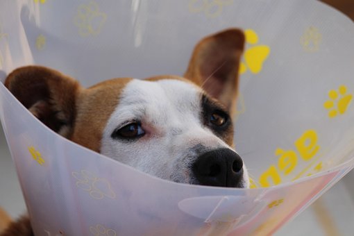 Dog, Dog Head, Protective Collar, Ruff