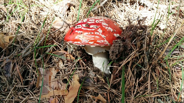 Free Mushrooms Field photo and picture