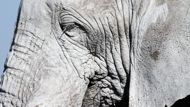 Free Elephant Gray photo and picture