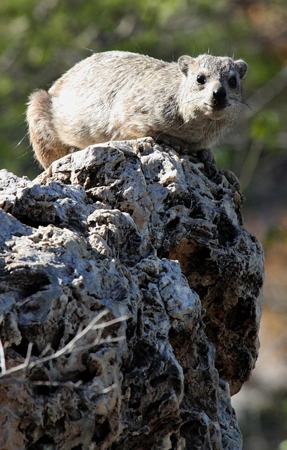 Free Hyrax Nature photo and picture