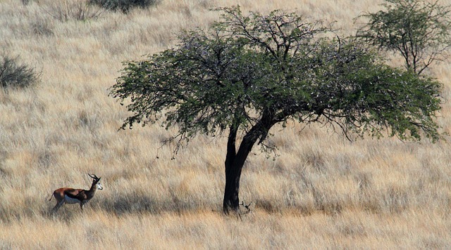 Free Gazelle Savannah photo and picture