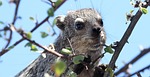 hyrax, tree, namibia
