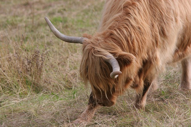 Kuh Rinder Tiere - Kostenloses Foto auf Pixabay - Pixabay