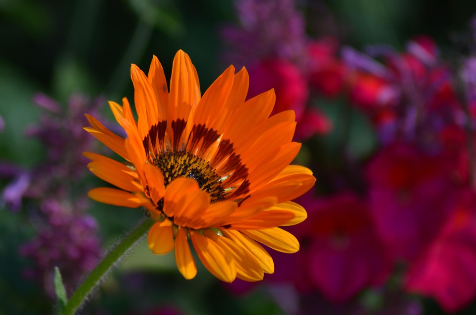 Gratis bilder sommarblommor Gratis Bilder Sommarblommor
