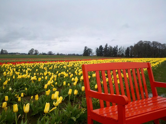 Free Tulips Bright Colors photo and picture