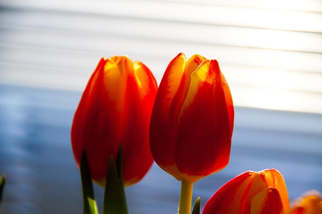 Tulipanes, Floreciente, Flor, Floral
