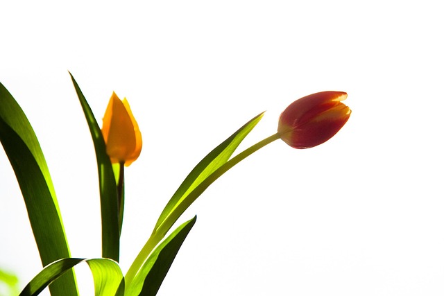 Tulipanes, Floreciente, Flor, Planta
