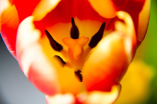 Tulipán, Dentro, Planta, Flores