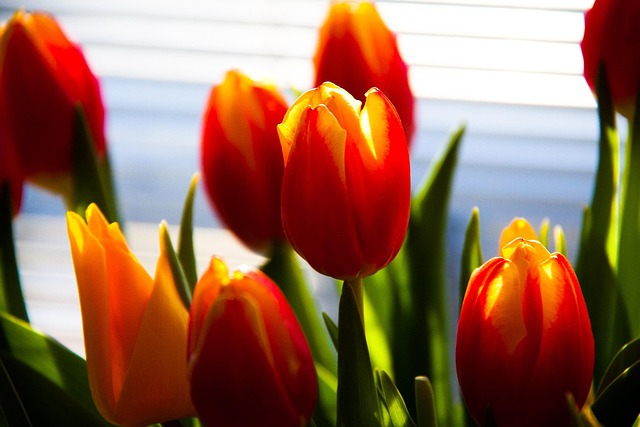 Tulipanes, Flores, Naturaleza, Planta