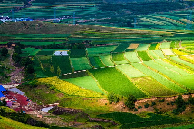 Terraza, Los Campos, Agricultura, Planta