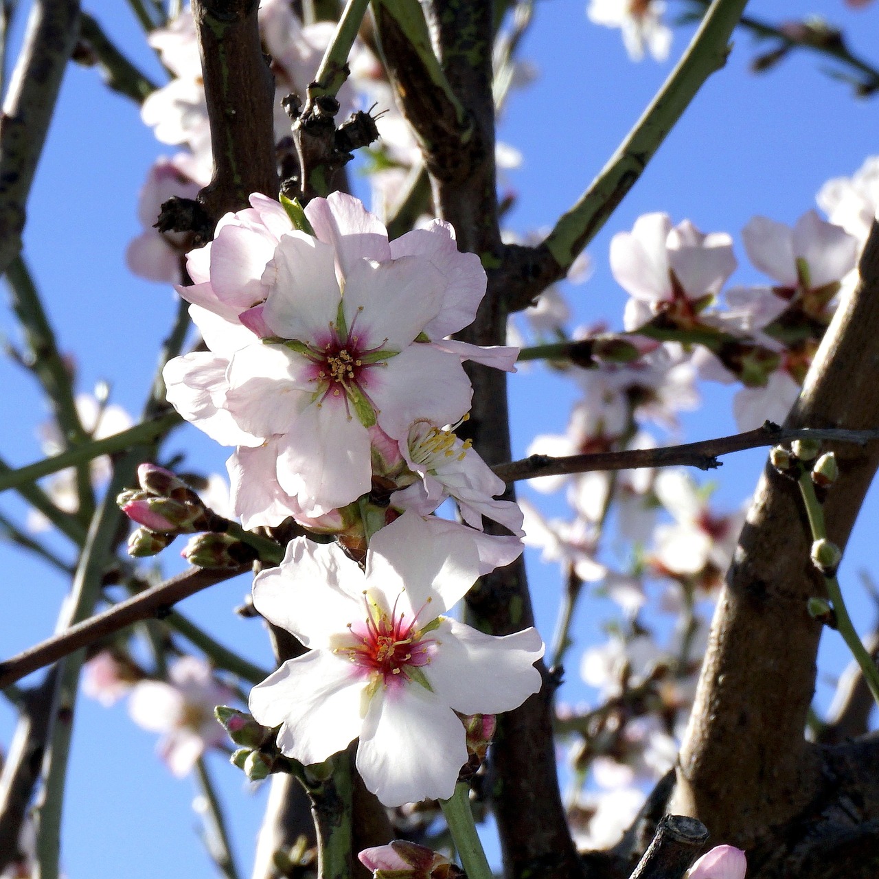 Fleurs D’Amandier Floraison - Photo gratuite sur Pixabay - Pixabay