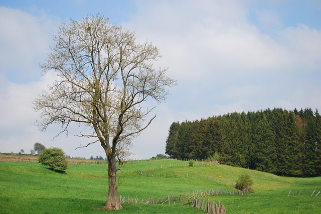 Free Lime Tree Houffalize photo and picture