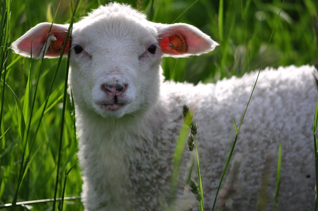 Free Nature Lamb photo and picture