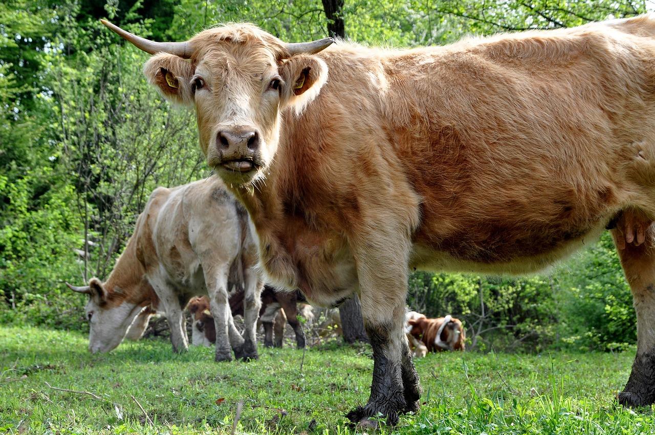 Vaca Prado Hierba - Foto gratis en Pixabay - Pixabay