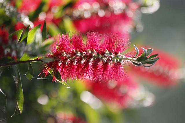 Free Bottlebrush Exotic Flower photo and picture