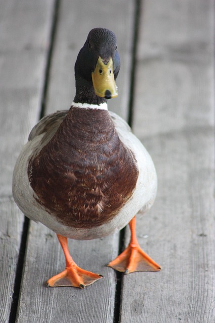Free Duck Lake Neusiedl photo and picture