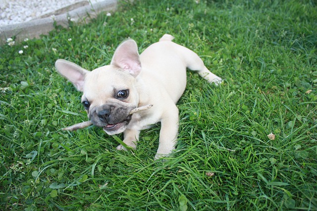 Free Dog Grass photo and picture