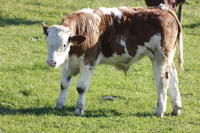 Free Calf Cow photo and picture