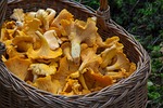 sponge basket, chanterelle mushrooms, mushroom picking