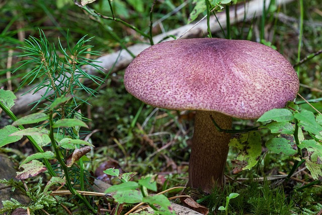 Prickmusseron, Tricholomopsis Rutilans