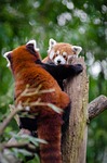 red pandas, meeting, couple