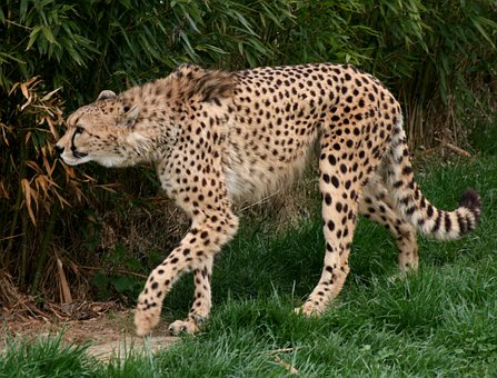 Gepard, Dyr Klassificeret Som Sårbare