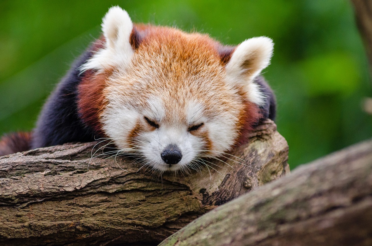 Red Panda Sleeping Wildlife Cute Red Pandas Royalty free Images DLANOZ Red Panda Sleeping Wildlife Cute Red Pandas Royalty free Images DLANOZ