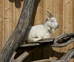 goat taking the sun, rest, nap