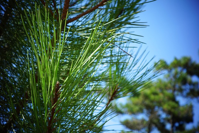 Natur, Fyr, Træ, Himmel, Sommer, Blå