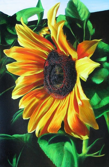 Tekening, Zonnebloem, Ochtend, Koraal