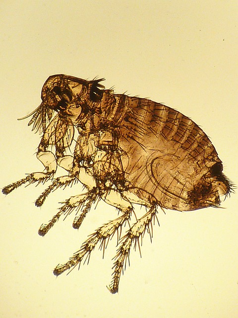 Free Chip Rabbit Parasite illustration and picture