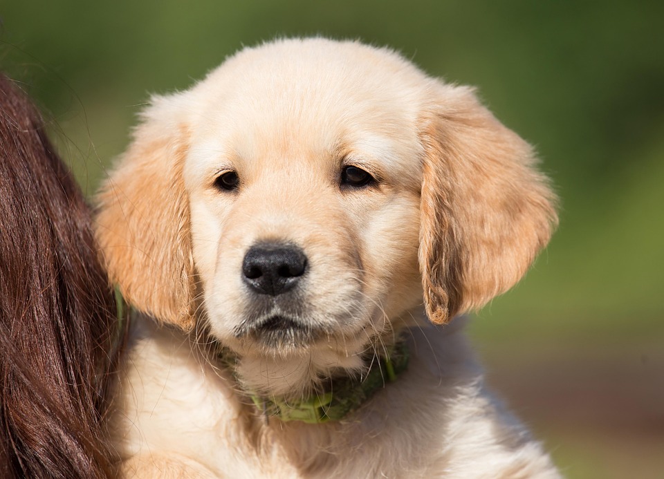 Der Golden Retriever Hund