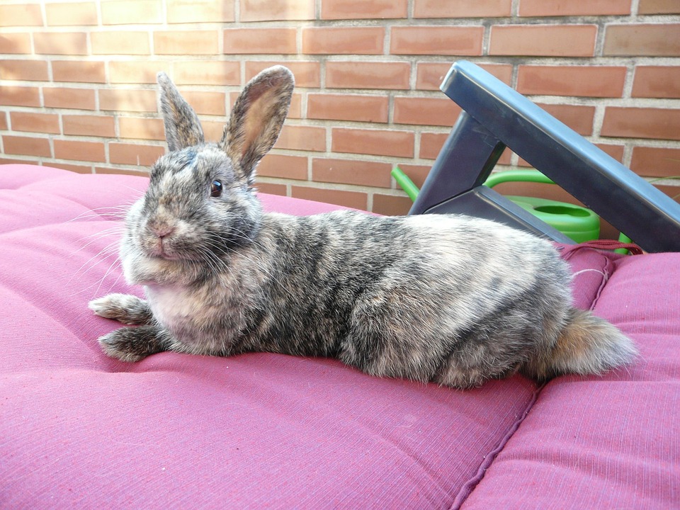 Rabbits Lazy Relaxed Free photo on Pixabay Pixabay