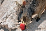 wallaby, kangaroo, rock wallaby