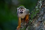 scented monkey, primate, animal